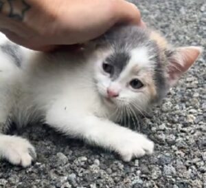 L’amore trova sempre la strada: il modo in cui questa donna ha trovato il suo gatto lo dimostra