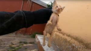 Le difficoltà di sfamare i gattini di strada: dalla paura al bisogno, i piccoli hanno bisogno di amore – Video