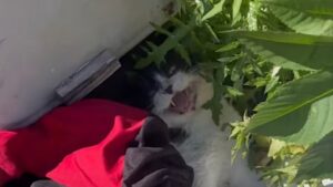 Lo hanno trovato ormai senza speranze: il gatto triste pensava di essere niente di più che spazzatura – Video