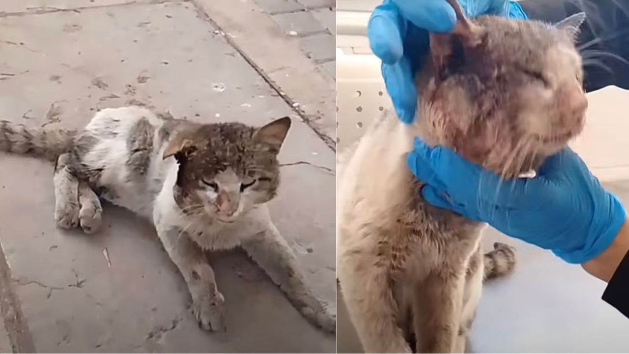 Gatto protagonista di un incidente viene soccorso in clinica