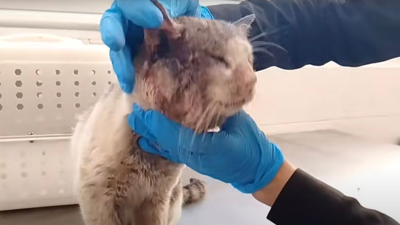 Gatto coinvolto in un incidente viene medicato