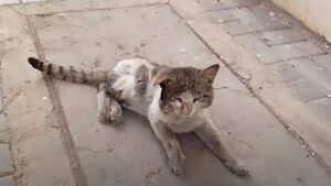 Lo vedono e provano a intervenire: questo gatto ha rischiato davvero grosso dopo un grave incidente – Video