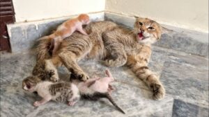 Mamma gatta diventa aggressiva e inizia a rifiutare i suoi gattini: era sfinita e non riusciva più a proteggerli – Video