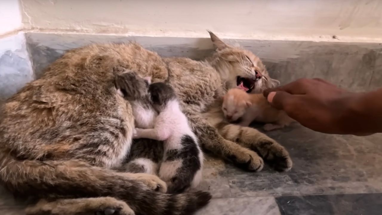Mamma gatta riposa coi suoi cuccioli