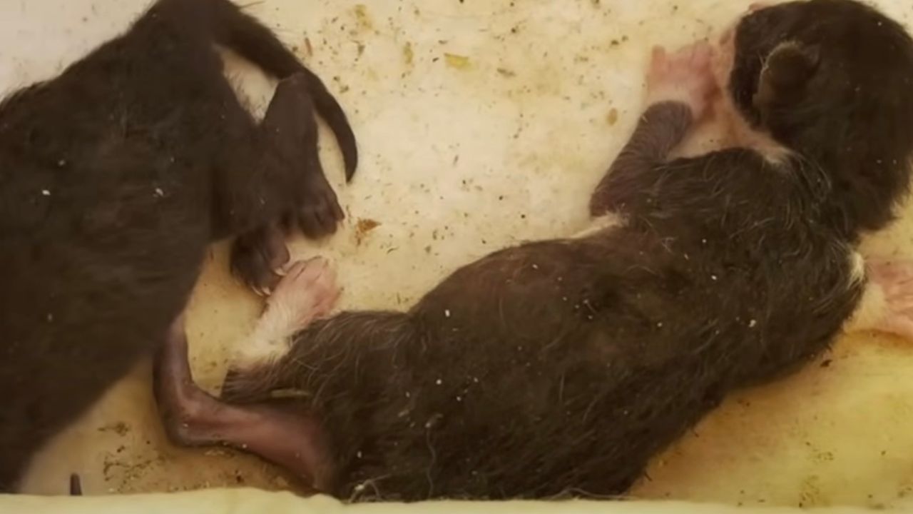 Cuccioli di gatto appena nati