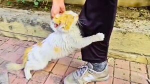 Mamma gatta si aggrappa disperatamente ai soccorritori: “Aiutateli, i miei gattini non ce la faranno” – Video