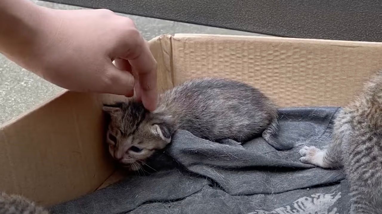 Gattino viene consolato