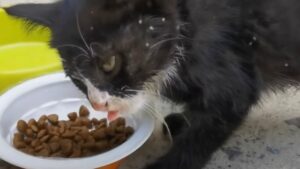 Non potendo più camminare, il povero gattino ferito non faceva altro che urlare e disperarsi, senza avere più speranze – Video