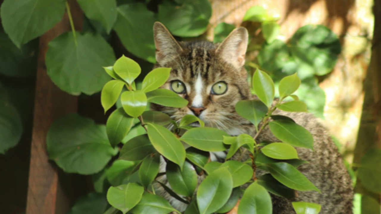 Gatto dietro le foglie