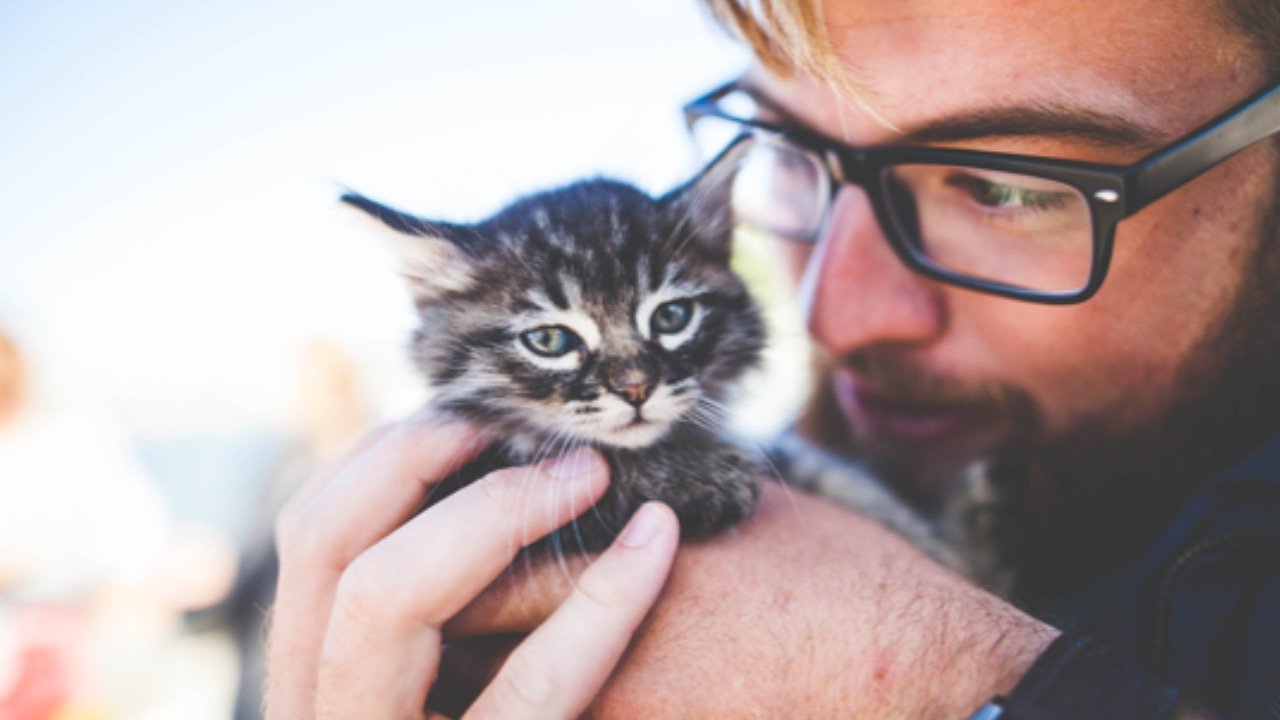 Uomo fissa il gatto