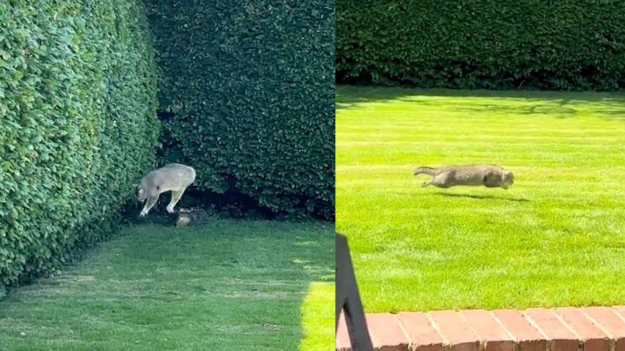 Gatto al settimo cielo festeggia in giardino