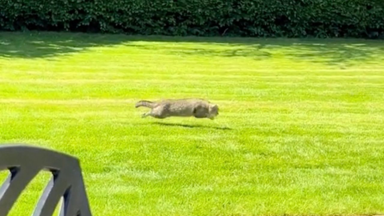 Gatto in giardino