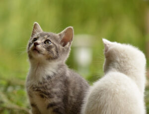 Se hai dei gatti e devi presentare loro un nuovo cucciolo questo è ciò che devi proprio sapere