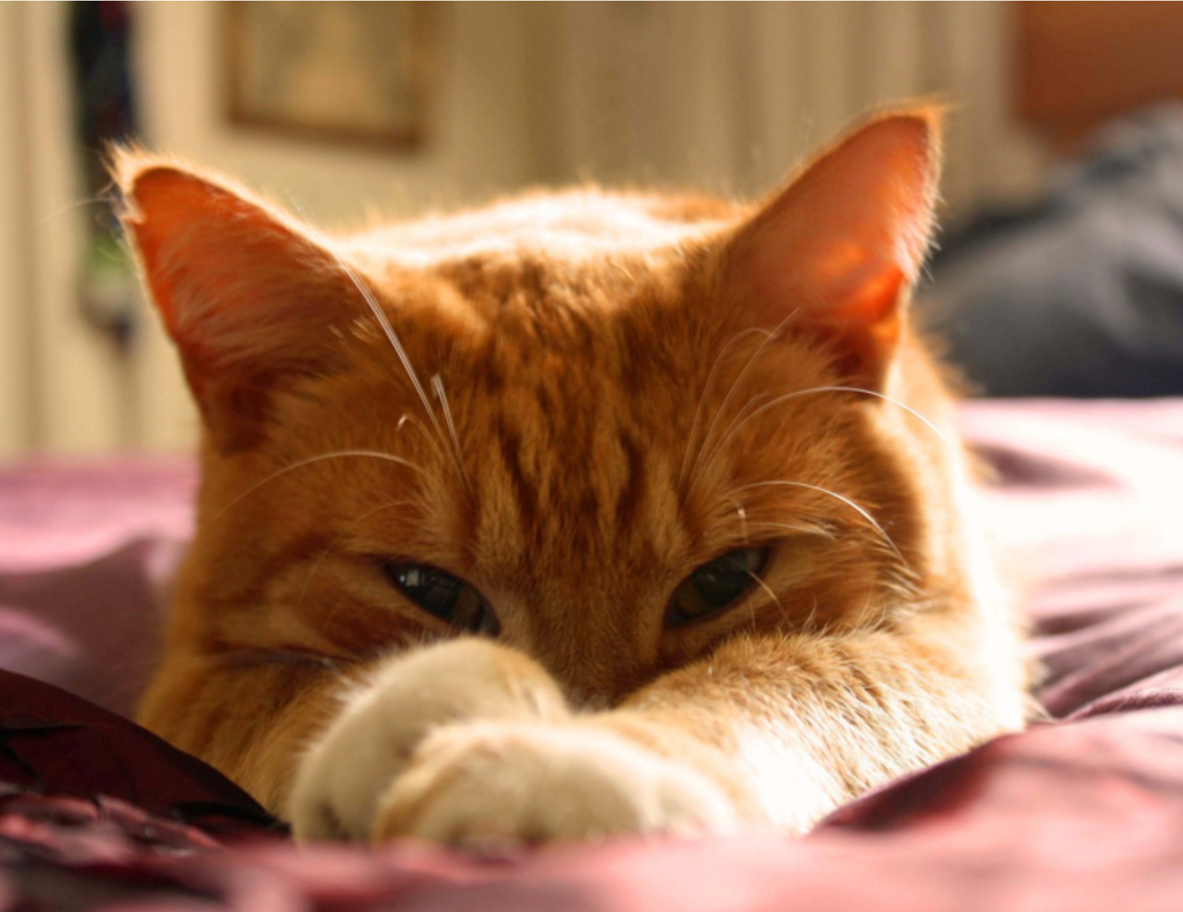 Gatto sul letto