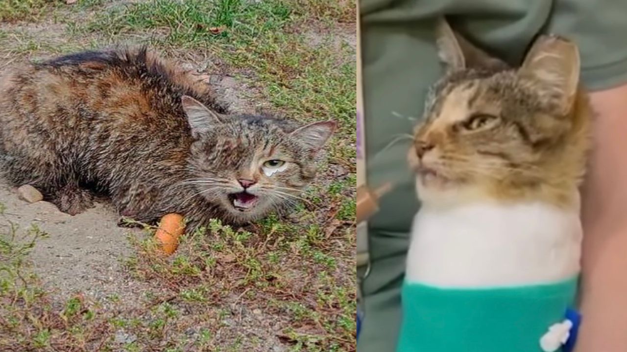 Gatto privo di un occhio piange disperato