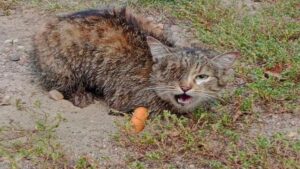 Senza parte delle zampe e senza un occhio, questo gatto piange chiedendosi cosa sia successo – Video