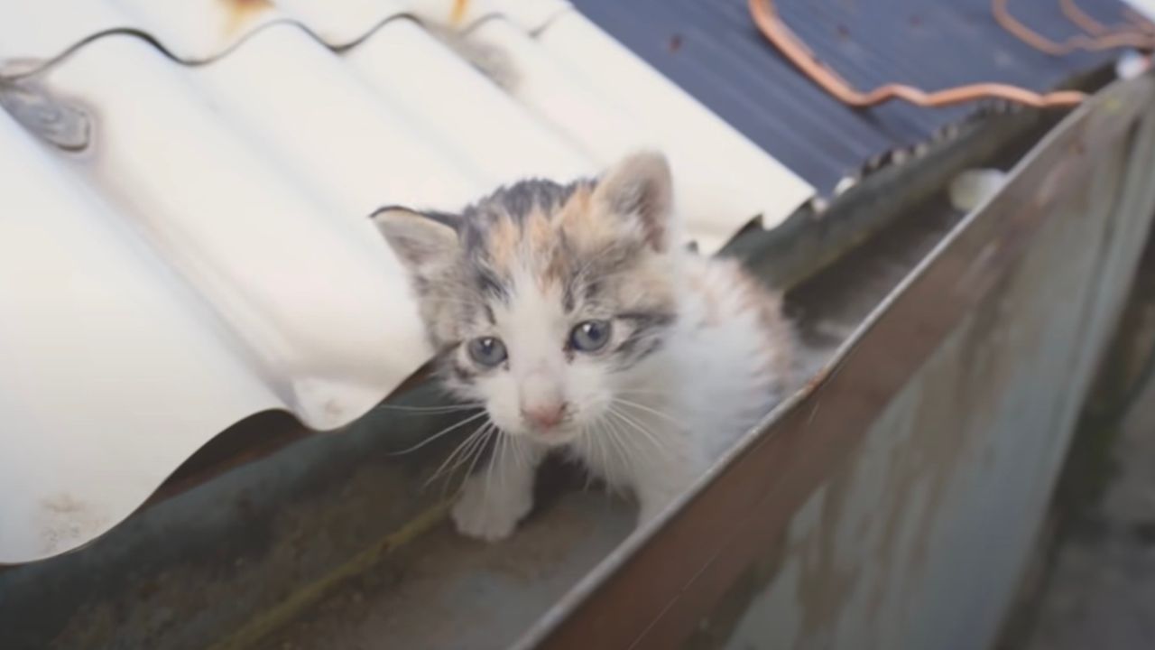 Gattino non riesce a scendere dal tetto