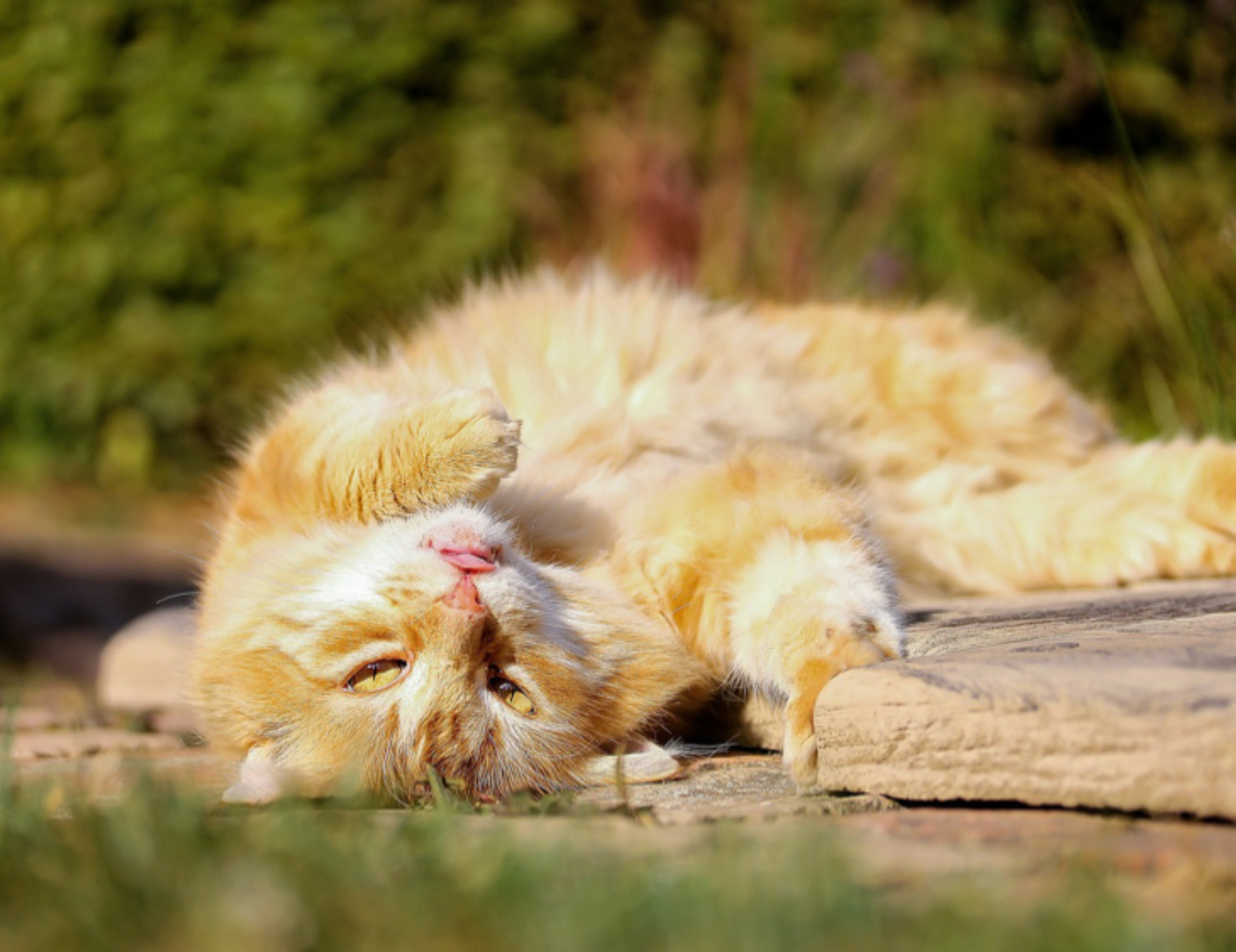 Gatto sul terreno