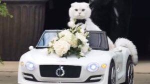 Stupefacente: questo gatto ha lasciato tutti di stucco con il suo ingresso al matrimonio dei genitori umani