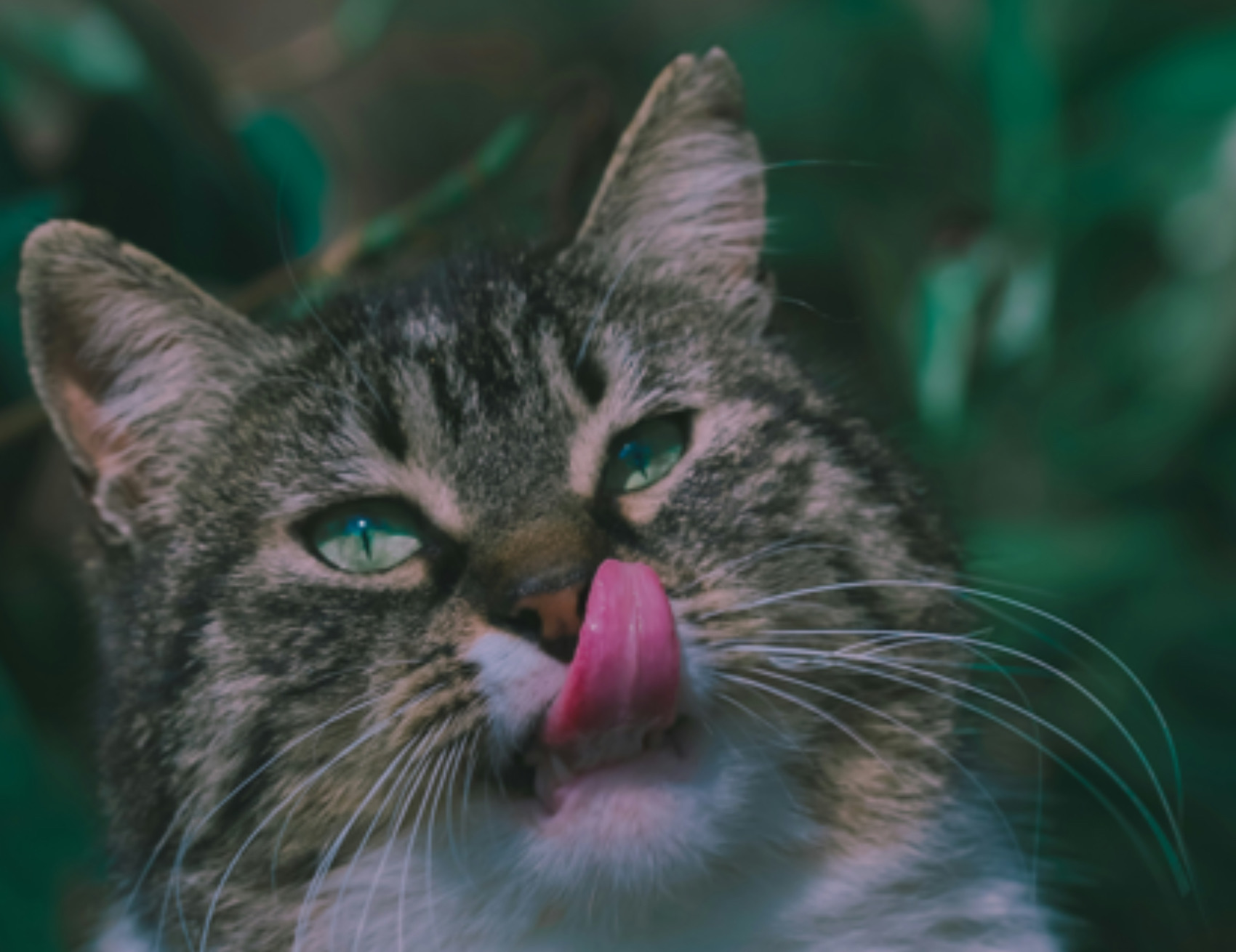 Gatto si lecca i baffi