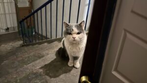 Un gatto randagio bussa alla porta di un uomo: desiderava solo una casa amorevole e attenzioni – Video