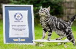 Un vero felino da Guinness: l’impresa sportiva di questo gatto gli ha fatto ottenere un primato mondiale