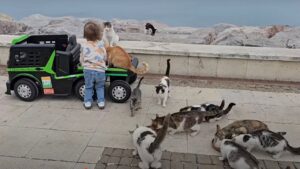 Una famiglia piena di amore per i gatti: questi genitori insegnano al bimbo come si amano davvero i felini – Video