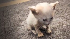 Una scena che mette i brividi: il gattino randagio viene spinto ai bordi della strada e i veterinari scoprono quando era ferito – Video