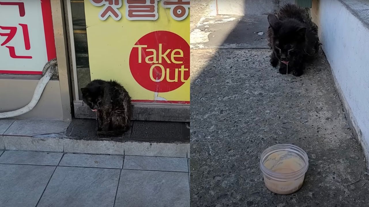 Gatto randagio dal pelo nero riceve del cibo