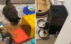 Una donna si chiede perché il gatto non ha fatto colazione, ma basta poco e tutto diventa chiaro (VIDEO)