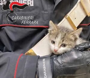 Gattini gettati dall’auto: testimone incastra l’uomo che è scappato via