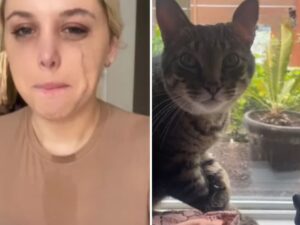 La donna non smetteva di disperarsi per il suo gatto smarrito, finché non l’ha trovato nel posto più impensabile
