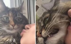 La gatta accoglie con estremo disgusto tutti i tentativi che il suo padrone fa quando tenta di baciarlo (VIDEO)