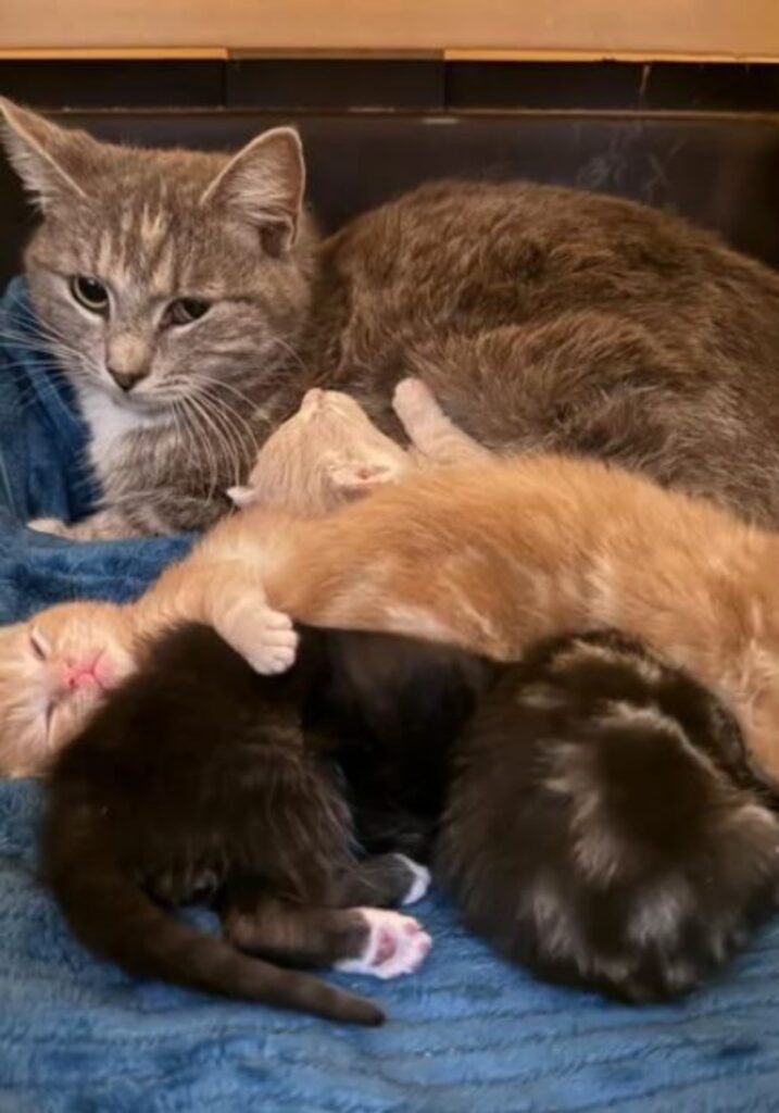 dei gattini con la propria mamma