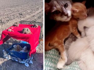 Abbandonata in un campo sterrato, una famiglia di gattini si rannicchiava all’interno del suo trasportino