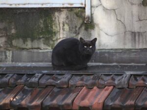 I gatti nel sottotetto dell’hotel di lusso a Milano non vanno sfrattati