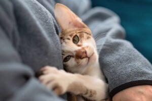 Ai gatti piacciono gli umani o ci odiano?