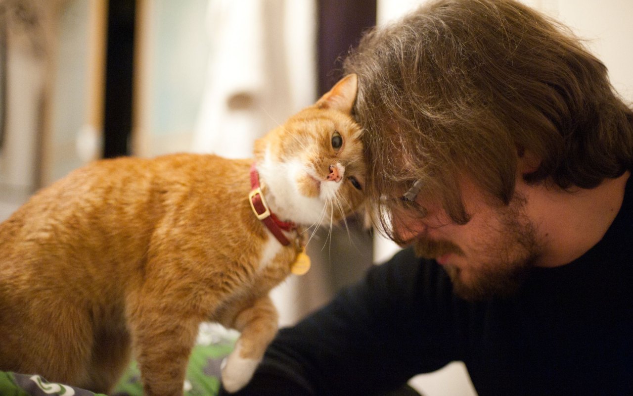 gatto struscia la testa sul suo umano