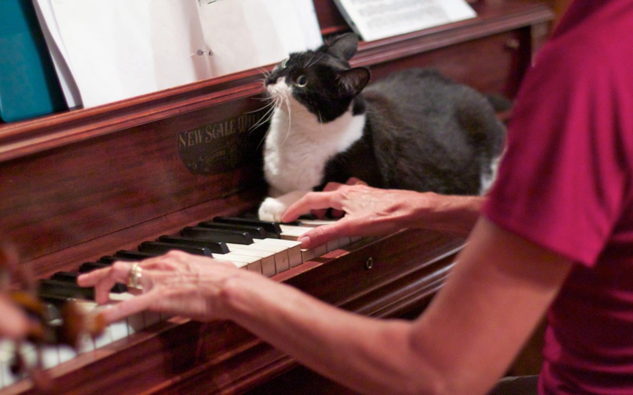 gatto sul pianoforte