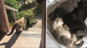 Gatta randagia chiede di entrare in casa: solo dopo scoprono che era per partorire i suoi gattini