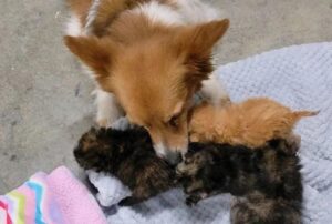 I quattro gattini sono nati in un garage, ma le loro vite cambiano completamente quando alcune persone gentili si accorgono di loro