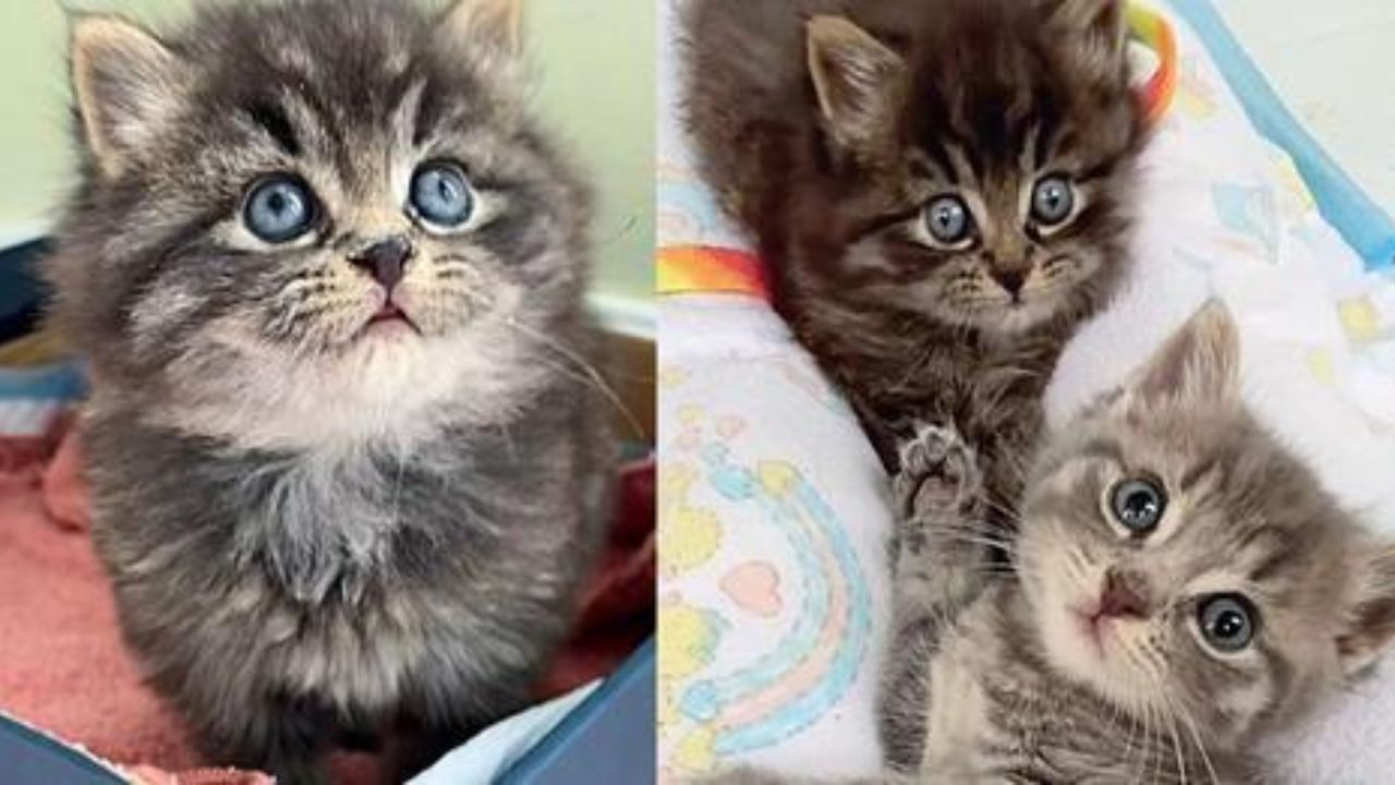 gattini con occhi dolci