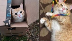 Il gatto rosso trovato all’interno della scatola è così tenero che riesce a trovare casa in tempi veramente record