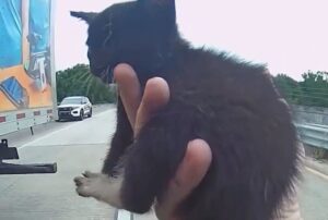 Il camionista blocca il traffico in autostrada pur di salvare il gattino in evidente difficoltà