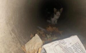 Il gattino rannicchiato nel canale di scolo cerca di chiedere aiuto, sperando disperatamente che qualcuno si accorga di lui