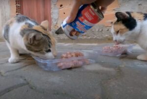 Un uomo gentile ha notato un gattino attaccato da altri due gatti e ha deciso di non restare indifferente