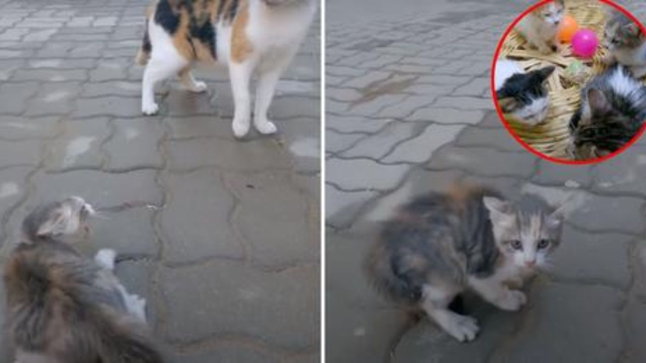 gattino salvato dalla strada