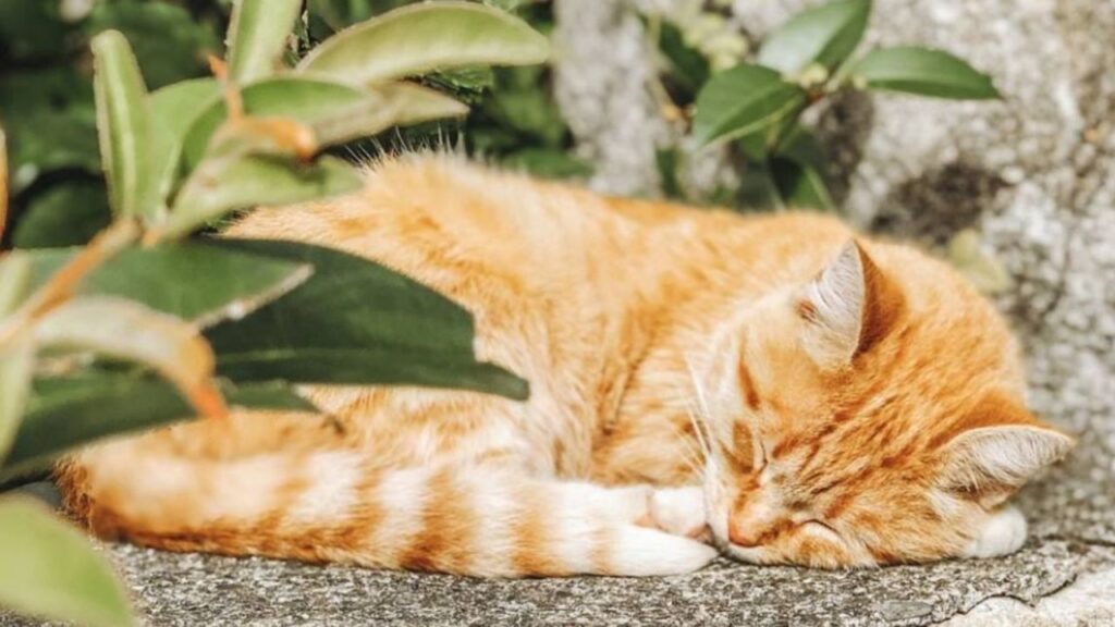 un gatto arancione che dorme