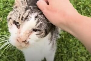 Il gatto anziano, ex randagio, ha avuto modo di esaudire i suoi ultimi desideri grazie a una donna che lo ha amato fino alla fine