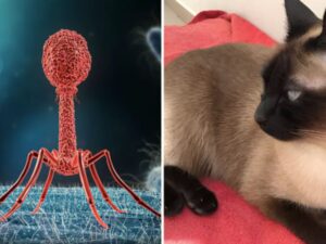 Un vero miracolo: questo gatto è stato salvato da un’infezione multiresistente grazie a una terapia sperimentale